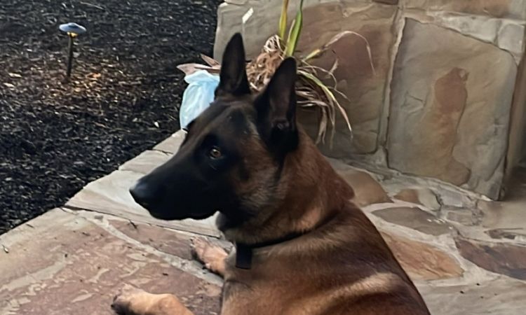 Shelomi Sanders' father's dog Gunner Sanders. 